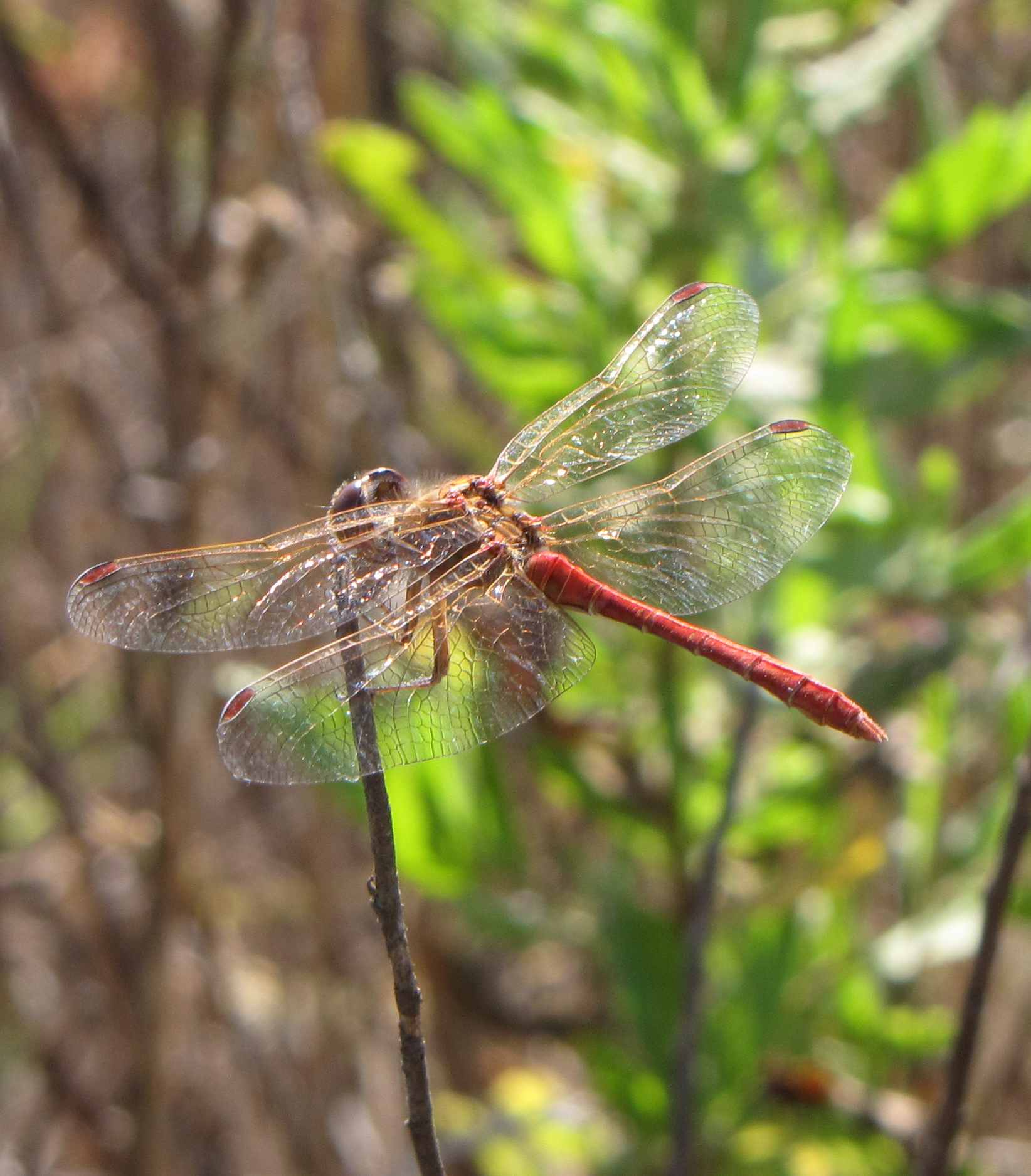 sympetrum